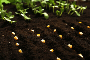 Corn seeds in fertile soil. Vegetables growing