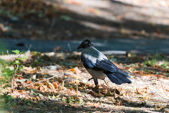 Hooded Crow looking for food on the ground or Corvus cornix
