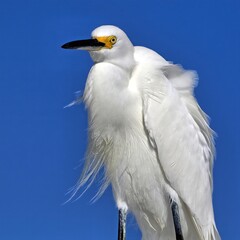 A close up of a Snowy egret with it's bright yellow lore against a blue sky background.
