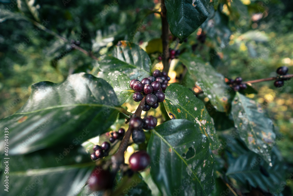 Canvas Prints Red ripe arabica coffee under the canopy of trees in the forest,Agriculture hand picking coffee