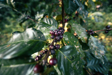 Red ripe arabica coffee under the canopy of trees in the forest,Agriculture hand picking coffee
