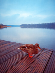 Ente auf einem Bootssteg