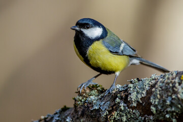 Kohlmeise (parus major)