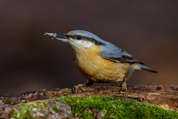 Kleiber (Sitta europaea)