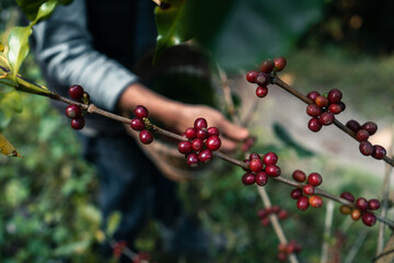 Red ripe arabica coffee under the canopy of trees in the forest,Agriculture hand picking coffee