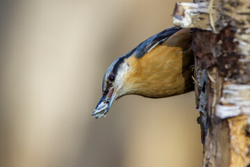Kleiber (Sitta europaea)