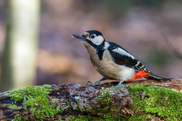 Buntspecht (Dendrocopos major) Männchen