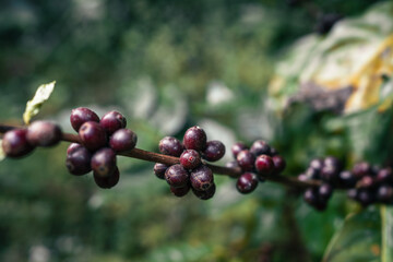 Red ripe arabica coffee under the canopy of trees in the forest,Agriculture hand picking coffee