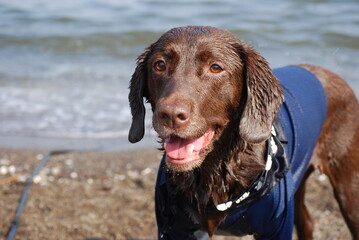 海辺で遊ぶ犬のアップ