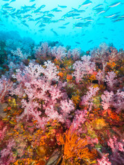 Fototapeta na wymiar Light pink soft corals and schooling Fusiliers (Mergui archipelago, Myanmar)