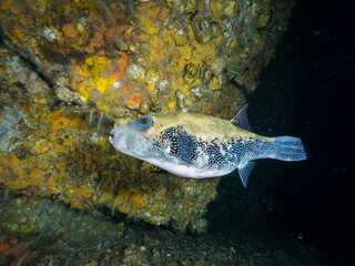 Blue spotted puffer in underwater cave (Mergui archipelago, Myanmar)