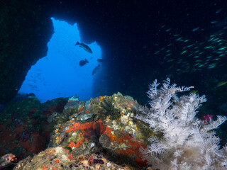 Fototapeta na wymiar The opening of underwater cave (Mergui archipelago, Myanmar)