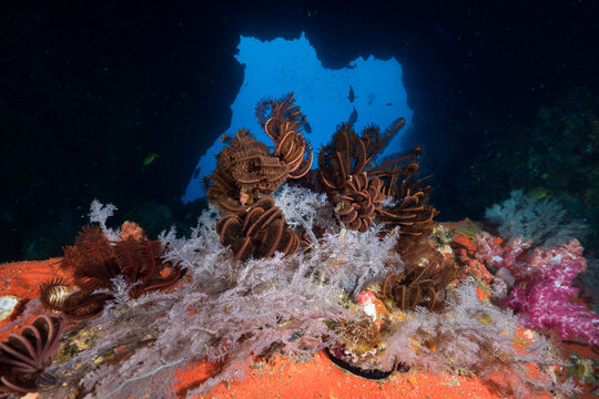 Feather stars and White feather hydroids in underwater cave (Mergui archipelago, Myanmar)