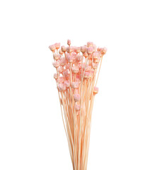Bouquet of dried flowers on white background