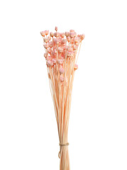 Bouquet of dried flowers on white background