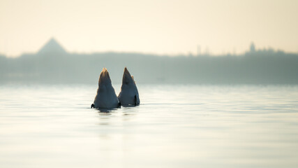 Two swans showing their bottoms while diving for food