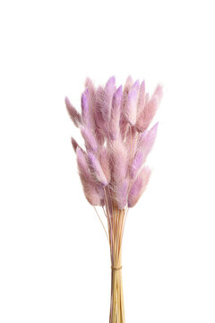 Bouquet Of Dried Flowers On White Background