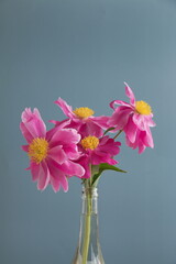 Blooming cosmea in glass vase, indoor pink bouquet decoration, cyan background