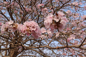Sakura flowers pink (Prunus cerasoides) blooming branches hanging on trees isolated on blue sky background closeup.