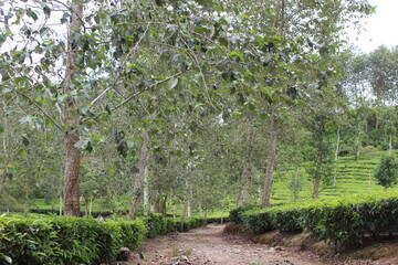 I took this photo when i was on vacation in Rancabali, Indonesia using a Canon 1300D DSLR Camera.