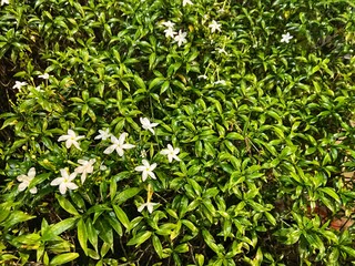 Flower with green leaves