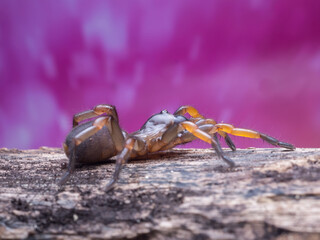 macro spider bokeh background