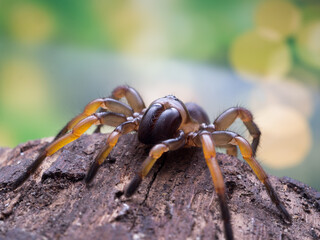 macro spider bokeh background