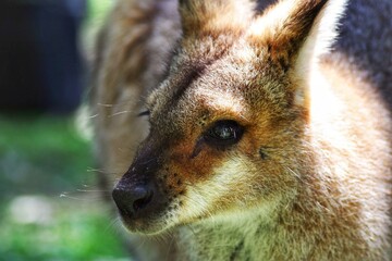 Kangaroo in Australia eyes contact with camera
