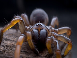macro spider bokeh background