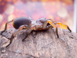 macro spider bokeh background