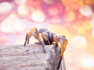 macro spider bokeh background