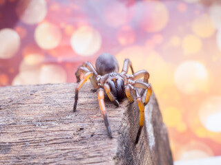 macro spider bokeh background