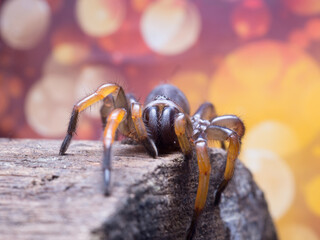 macro spider bokeh background