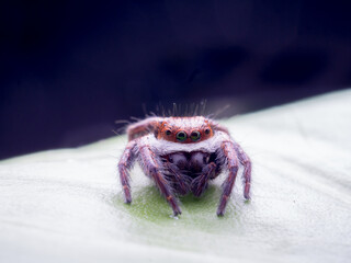 macro spider bokeh background