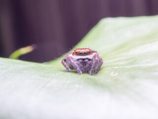 macro spider bokeh background