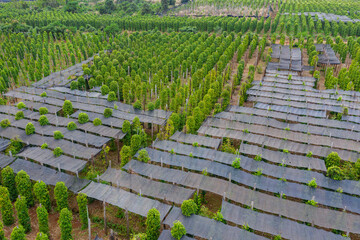 Coffee plantations with the trees ready to be harvested, in the highlands of western Cambodia