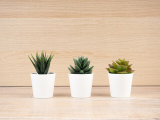 three cacti in white pots stand on a wooden background, copy of the text space