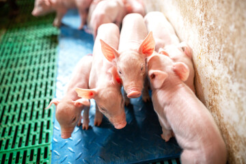 Ecological pigs and piglets at the domestic farm © didesign