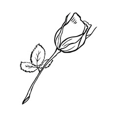 Flower. The Rose. Leaves. Stem. Thorns. Black and white illustration. Isolated element on a white background. Vector. Eps 10.