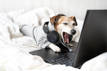 Speaking, open mouth in surprise, shocked tired bored dog Jack Russell terrier  yawns in grey hoodie and headphones using laptop computer in white bed. Freelancer working remotely. Funny pets theme