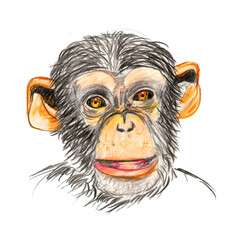 Color pencil drawing of chimpanzee, cartoon style monkey, ape portrait. Animal, wildlife, predator. Hand drawn easter stock illustration, isolated on white background.