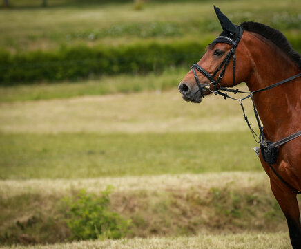Horse versatility Freiberger breed in portraits, looks attentively straight ahead, photographed from the side..