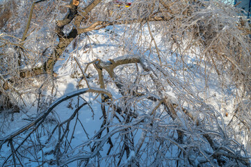 Broken tree trunk and branches after a freezing rain.