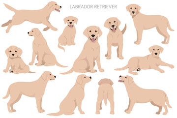 Labrador retriever dogs in different poses and coat colors. Adult and puppy dogs