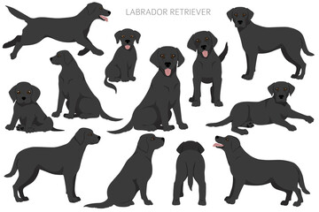 Labrador retriever dogs in different poses and coat colors. Adult and puppy dogs - obrazy, fototapety, plakaty