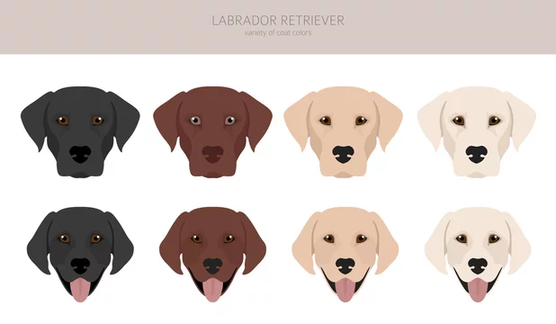 Labrador retriever coat online