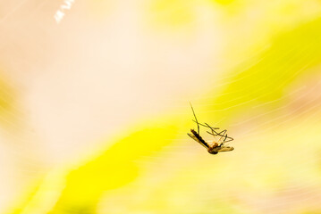 Mosquito hang on spider web , out door Chiangmai Thailand