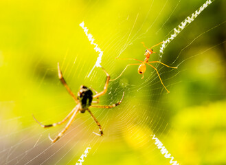 Spider  and  ant  on  web in the morning  , Chiangmai Thailand
