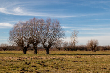 Willows in the field