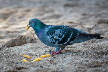 Pigeon eating a cheese puff on a sandy beach